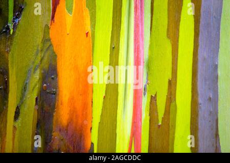 Bella vicino la fotografia macro della corteccia di un arcobaleno di eucalipto albero di gomma. Foto Stock