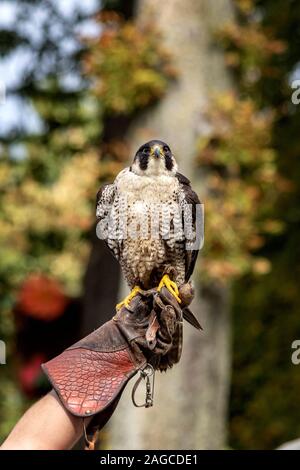 Un ritratto di un falco pellegrino seduto su un guanto falconieri durante un uccello spettacolo di falconeria. Foto Stock