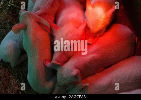 Suinetti neonati sotto una lampada di calore Foto Stock