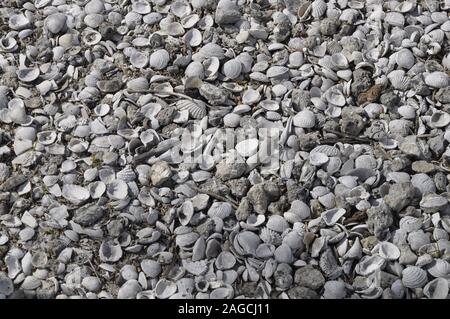 Foto ad alto angolo di rocce ed elicoidali di forme diverse e dimensioni in spiaggia Foto Stock