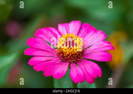 Primo piano di messa a fuoco selettiva di una bella zinnia elegans in crescita nel mezzo di una foresta Foto Stock