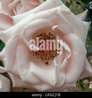 Fuoco selettivo colpo di primo piano di una Floribunda rosa che cresce dentro il mezzo di un giardino Foto Stock