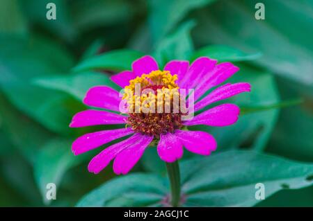 Primo piano di messa a fuoco selettiva di una bella zinnia elegans in crescita nel mezzo di una foresta Foto Stock