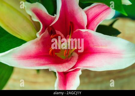 Primo piano di messa a fuoco selettiva di una pianta rosa di Lillium fioritura crescere nel mezzo di una foresta Foto Stock