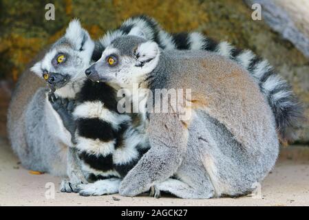 Due in bianco e nero anello-tailed lemuri (Lemur catta) dal Madagascar con occhi lucenti Foto Stock