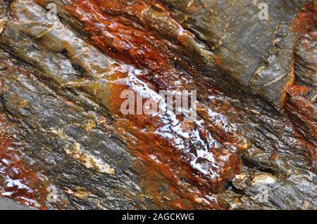 Close up inclinato bagnato strati di roccia su la lucertola in Cornwall Regno Unito Foto Stock