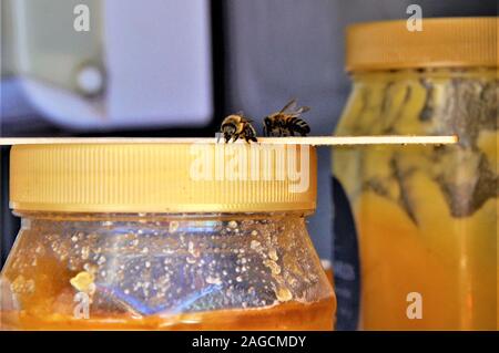 Primo piano fuoco selettivo di un'ape su un bicchiere vaso pieno di miele Foto Stock