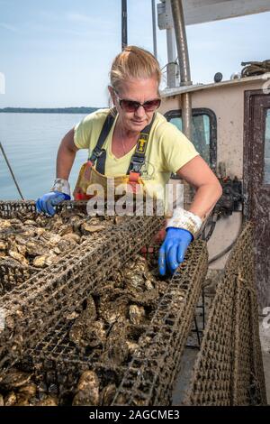 Ispezionando le ostriche che stanno crescendo , Maryland, USA Foto Stock