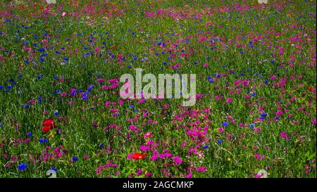 Campo di fiori selvatici, Quebec, Canada Foto Stock