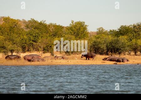 Ippopotami (Hippopotamus amphibius) sulla riva del lago Kariba, Zimbabwe Foto Stock