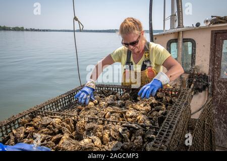 Ispezionando le ostriche che stanno crescendo , Maryland, USA Foto Stock