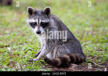 Raccoon (Procione lotor) si siede in un prato, Louisiana, Stati Uniti d'America Foto Stock