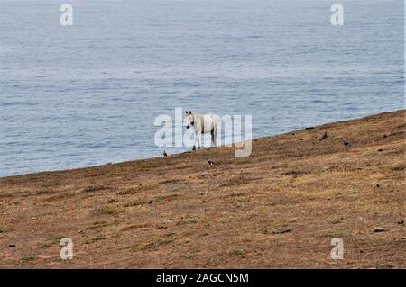 Carino cavallo bianco a piedi casualmente sulla spiaggia in Cile, Sud America Foto Stock
