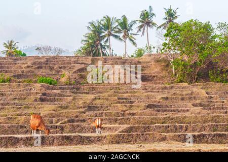 Foto ad angolo basso di animali che camminano sulle scale fatte di terra a Bali, Indonesia Foto Stock