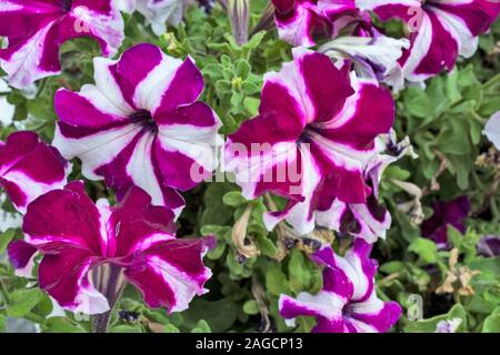 Fiori decorativi rosso-bianco nelle petunie illuminata dal sole. Foto Stock