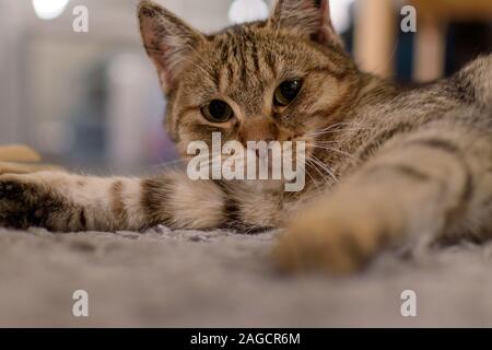 Piccolo gatto giace sul tappeto e guarda nella telecamera Foto Stock