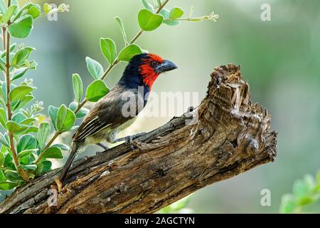 Primo piano di un finch di picchio arroccato su un albero diramazione con sfondo sfocato Foto Stock