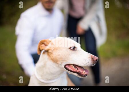 Cane bianco whippet con una bocca aperta guardando da parte con persone sullo sfondo Foto Stock