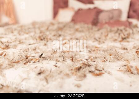 Retrò Chic letto king size cosparso di piume dal cuscino. Pillow Fight in camera. Foto Stock