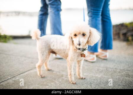 Carino bianco soffici poodle standard in piedi nella strada vicino due persone Foto Stock