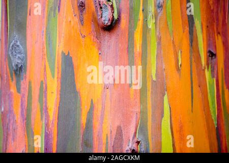 Un primo piano immagine della corteccia di un arcobaleno eucalipto Gum Tree di Kauai, Hawaii, Stati Uniti d'America. Foto Stock