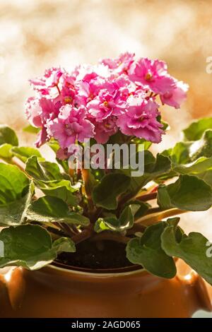 Violetta africana Foto Stock