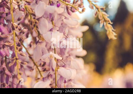 Primo piano di un fiore di glicine in un giardino in il tramonto con uno sfondo sfocato Foto Stock