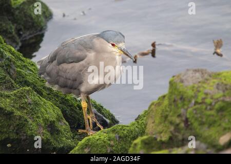 Airone striato grigio appollaiato su una formazione rocciosa ricoperta di muschio con il mare sullo sfondo Foto Stock