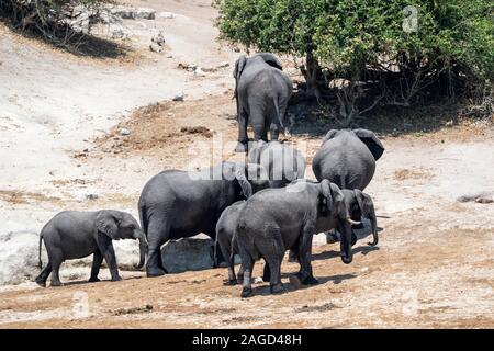 Famiglia dell'elefante africano (Loxodonta africana) la voce off nel bush dopo aver bevuto nel fiume Chobe nel Chobe National Park, Botswana, Sud Africa Foto Stock