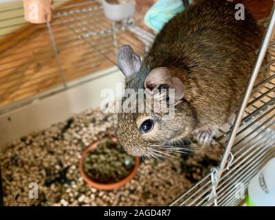 Closeup di un mouse marrone in piedi nella sua gabbia metallica con uno sfondo sfocato Foto Stock
