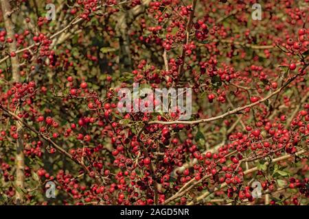 Sfondo autunnale di molti comuni di bacche di biancospino su ramoscelli - Crataegus Foto Stock