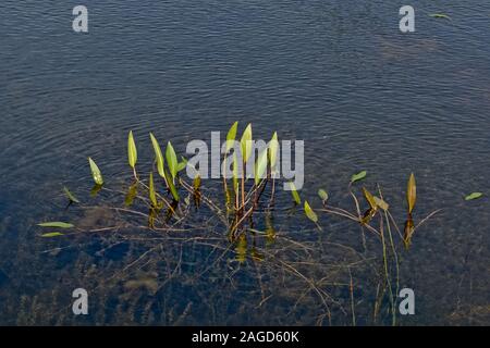 Scarica anteprima acqua americana piantaggine piante in una pozza - Alisma subcordatum Foto Stock