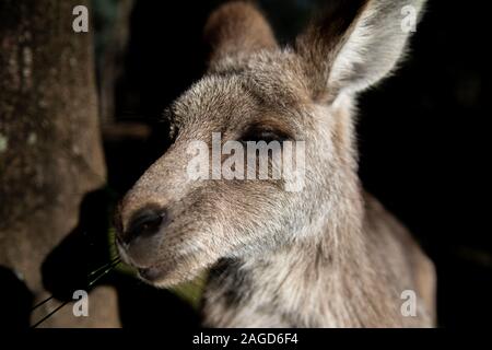 Closeup di un canguro bambino grigio che dorme in boschi con uno sfondo scuro sfocato Foto Stock