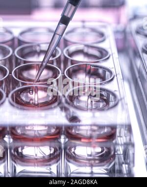 Cella campione di essere pipettato in multi pozzetti contenente terreno di crescita in laboratorio Foto Stock