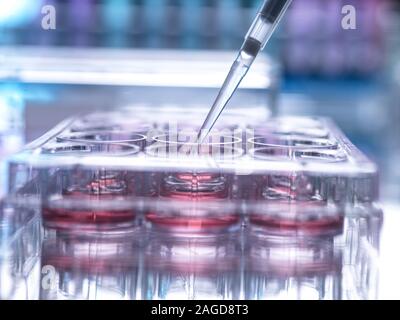 Cella campione di essere pipettato in multi pozzetti contenente terreno di crescita in laboratorio Foto Stock