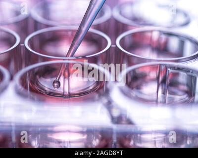 Cella campione di essere pipettato in multi pozzetti contenente terreno di crescita in laboratorio Foto Stock