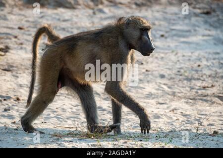 Maschio di babbuino chacma (Papio ursinus) camminando lungo la riva del fiume Chobe nel Chobe National Park, Botswana, Sud Africa Foto Stock