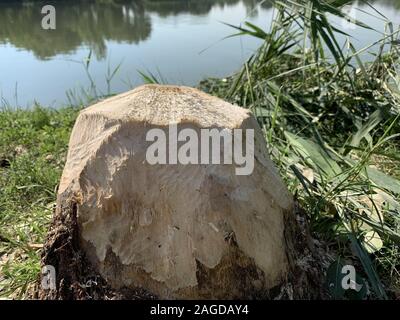 Primo piano di un grumo circondato da verde con un lago e la riflessione sullo sfondo Foto Stock