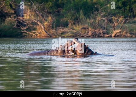 Coppia di ippopotami (Hippopotamus amphibius) discussioni nei bassifondi del fiume Chobe nel Chobe National Park, Botswana, Sud Africa Foto Stock