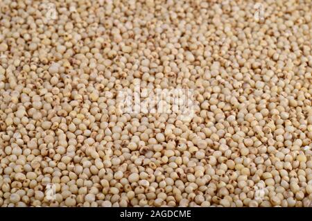 Sorgo organizzare come sfondo, vicino. Foto Stock