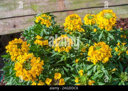 Erysimum Moonlight un materassino formando giallo fioritura perenne sempreverde che fiorisce in tarda primavera e estate precoce ed è completamente hardy. Foto Stock