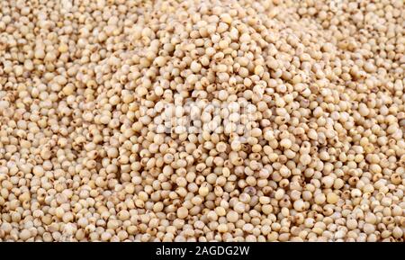 Sorgo organizzare come sfondo, vicino. Foto Stock