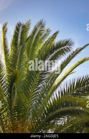 Colpo di primo piano verticale delle foglie di una pianta di babassu - perfetto per uno sfondo verticale Foto Stock