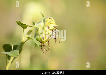 Wasp spider Argiope bruennichi con preda Foto Stock