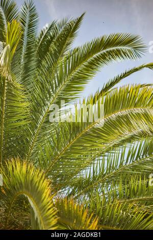 Colpo di primo piano verticale delle foglie di una pianta di babassu - perfetto per uno sfondo verticale Foto Stock