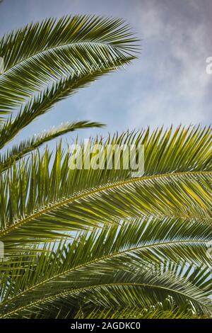 Colpo di primo piano verticale delle foglie di una pianta di babassu - perfetto per uno sfondo verticale Foto Stock