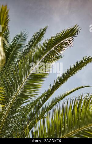 Colpo di primo piano verticale delle foglie di una pianta di babassu - perfetto per uno sfondo verticale Foto Stock