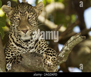 Magnifico leopardo africano che riposa sul ramo dell'albero nel nel mezzo della giungla Foto Stock