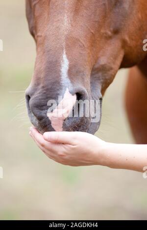 Ragazze mano cavalli pet naso Foto Stock