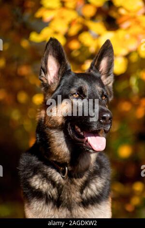 Attento shepard tedesco cane ritratto con autunno sfondo colorato Foto Stock